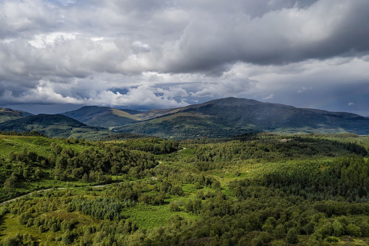UK forestry investment market worth £121 million during 2019 - Savills report