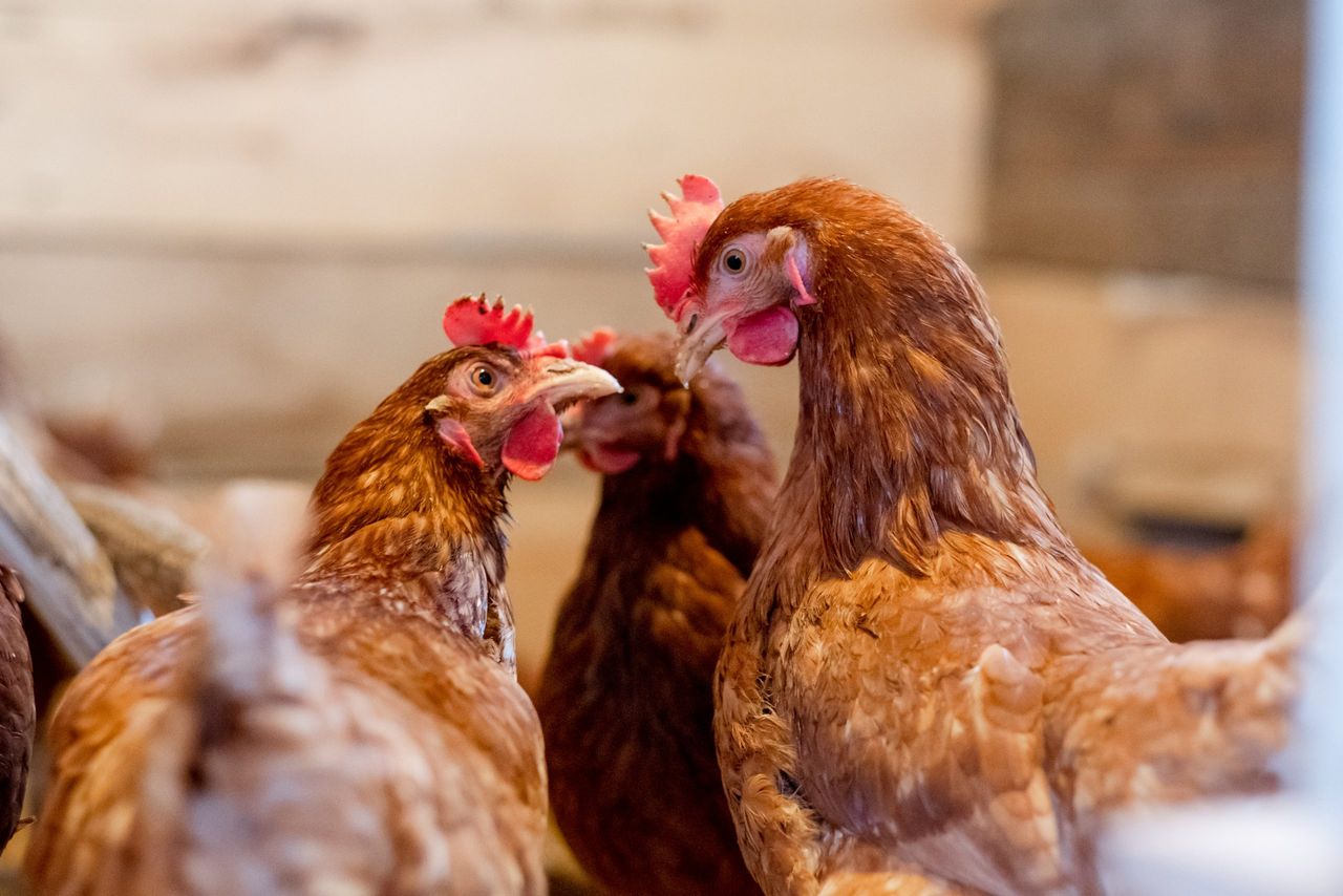 UFU: Strict biosecurity 'essential' after confirmed bird flu case