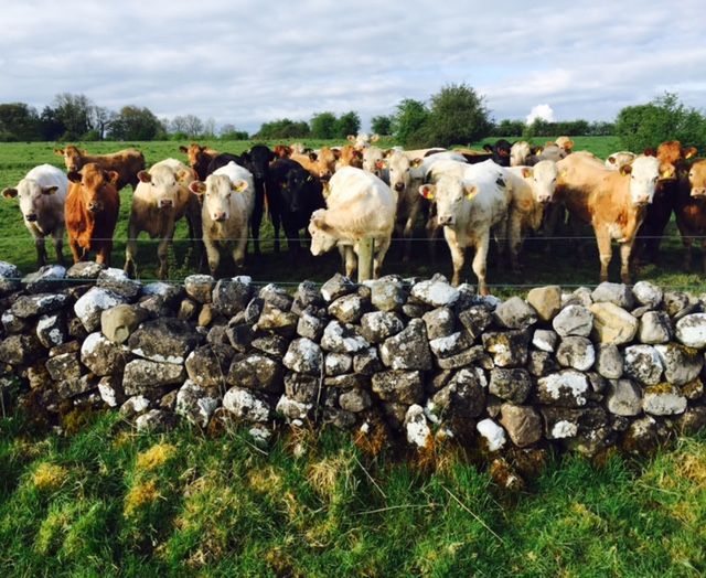 Beef genomics programme deadline extended