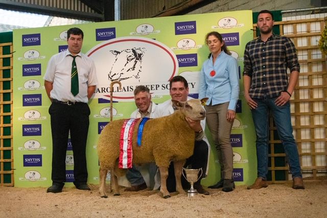 Irish Charollais Sheep Society to host 30th anniversary sale