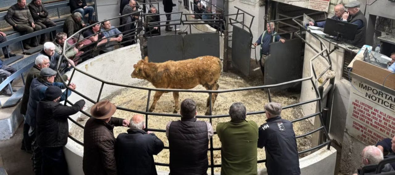 Mart report: Cattle prices firm as more buyers move out at Castlerea