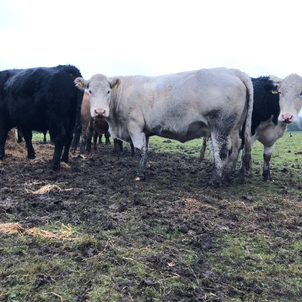 Beef trade: Better-type cull cows still clearing €4.00/kg