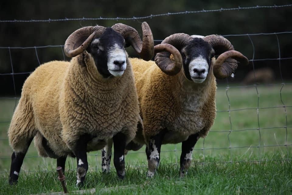 Free stock-ram genotyping for 17 hill groups