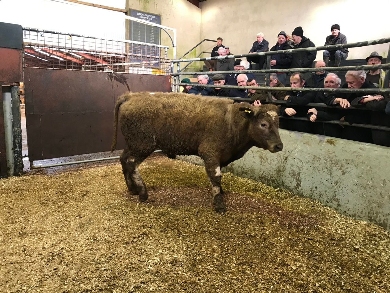 Mart trade: Quality of cattle presented for sale deteriorates