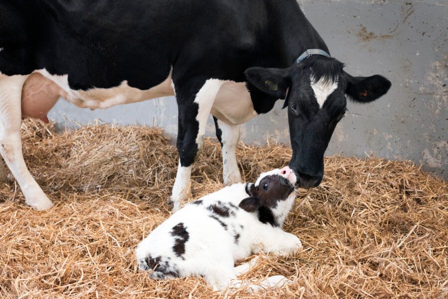 What are the advantages and disadvantages of cow-calf contact?