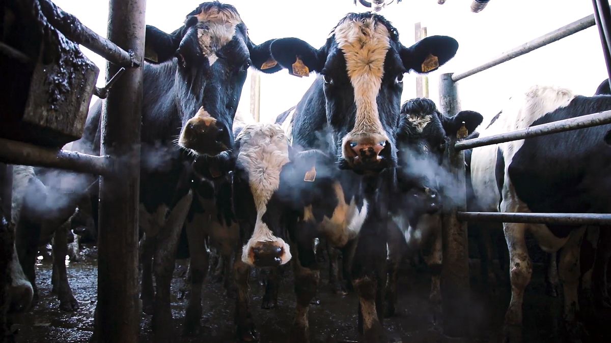 Could your cows be deficient in phosphorus?