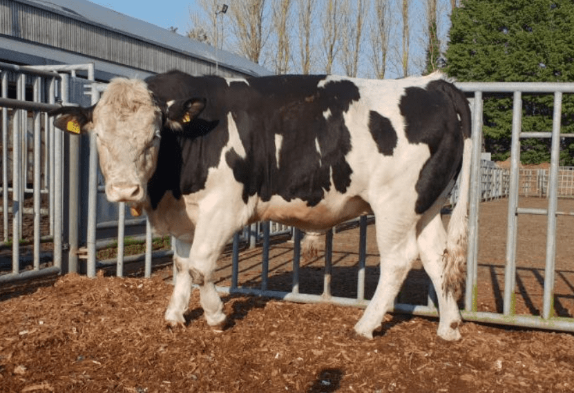 Dairy-origin bulls average 1.70kg/day and achieve an average kill out of 52%