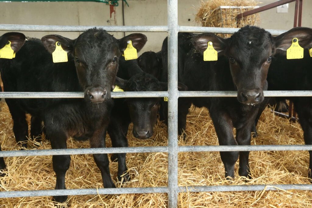 The importance of colostrum quality for autumn calves