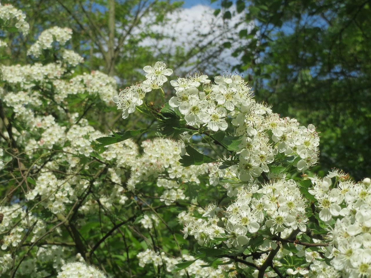 DAFM offers flexibility on native whitethorn under ACRES