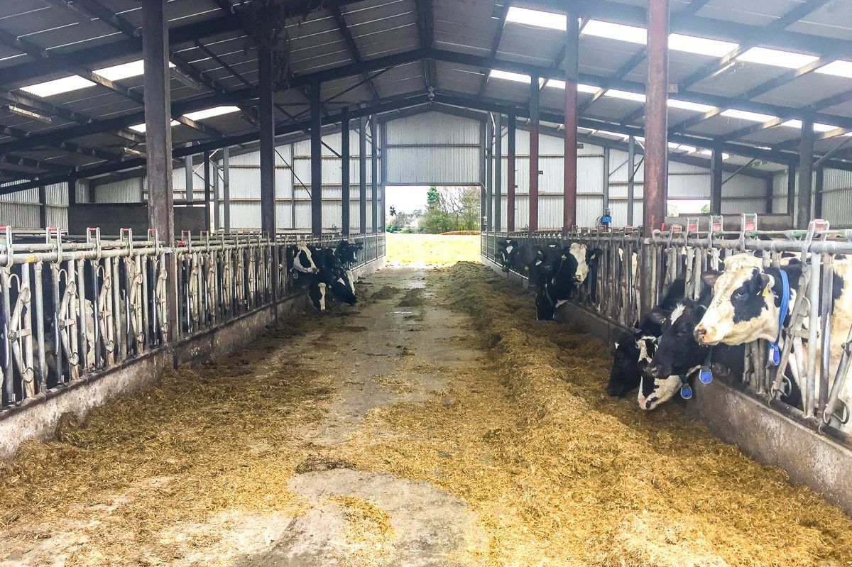 Dairy focus: Dedicated to liquid milk production in Co. Kildare