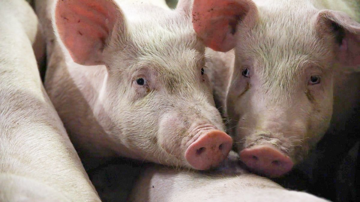 US research highlights potential ASF vaccine