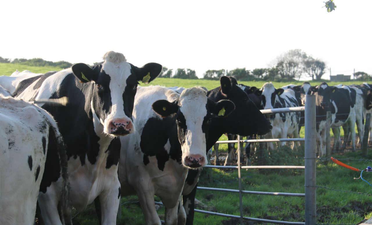 Dutch dairy auction boost drives hope for milk price increases