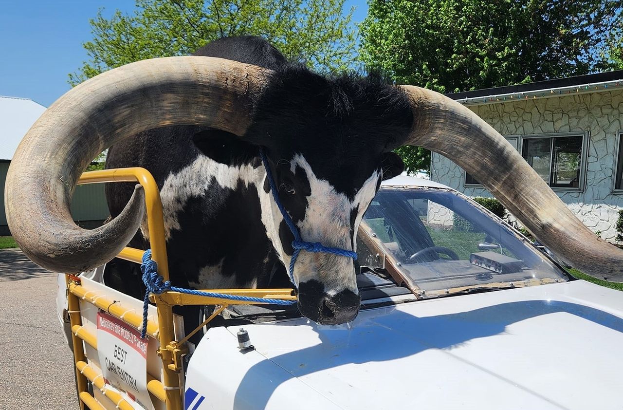 Watch: Man driving with bull in his car stopped by police
