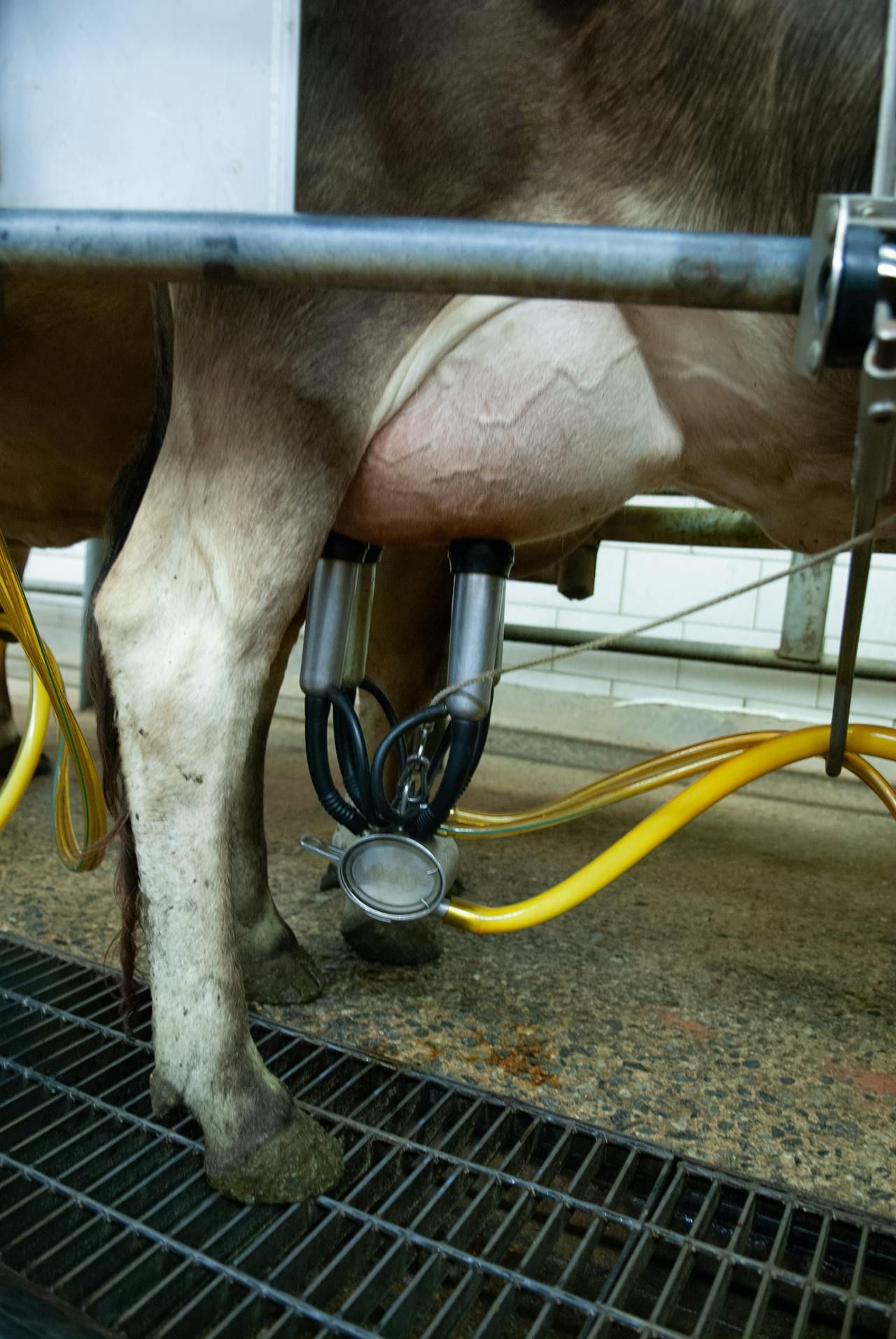 Rabobank: Ireland will 'easily increase milk production' in 2025