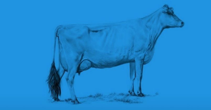 How two cows can explain Ireland's economy (and much of the world's)