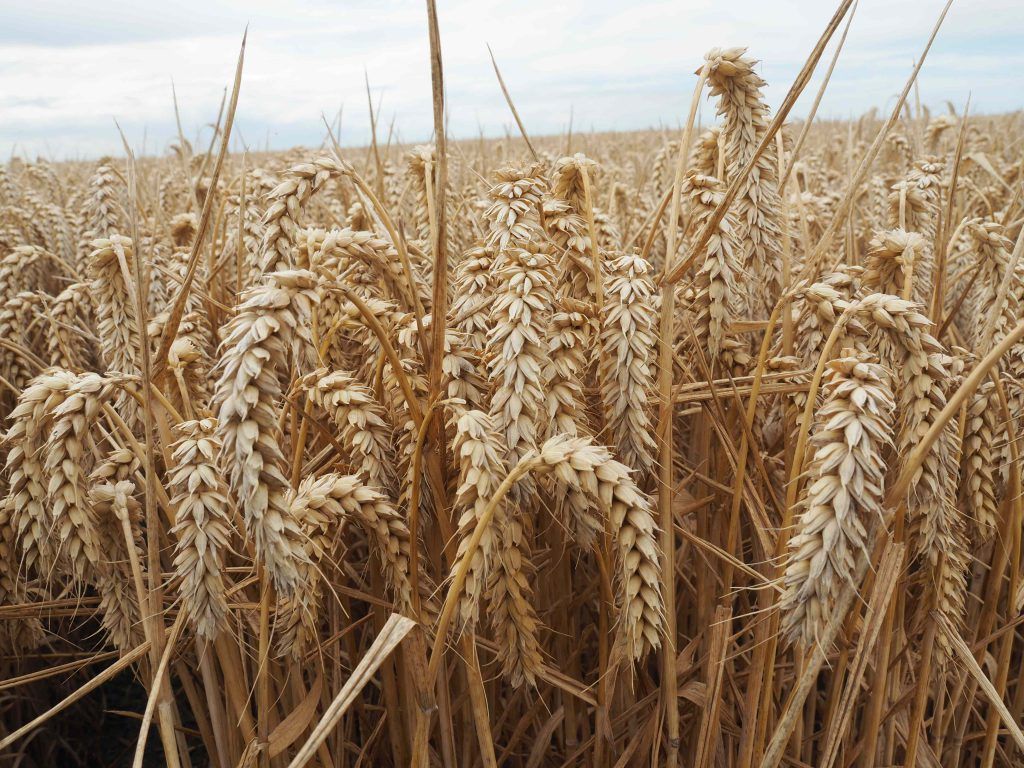 The crop of Kerrin wheat on Eric Watson’s farm