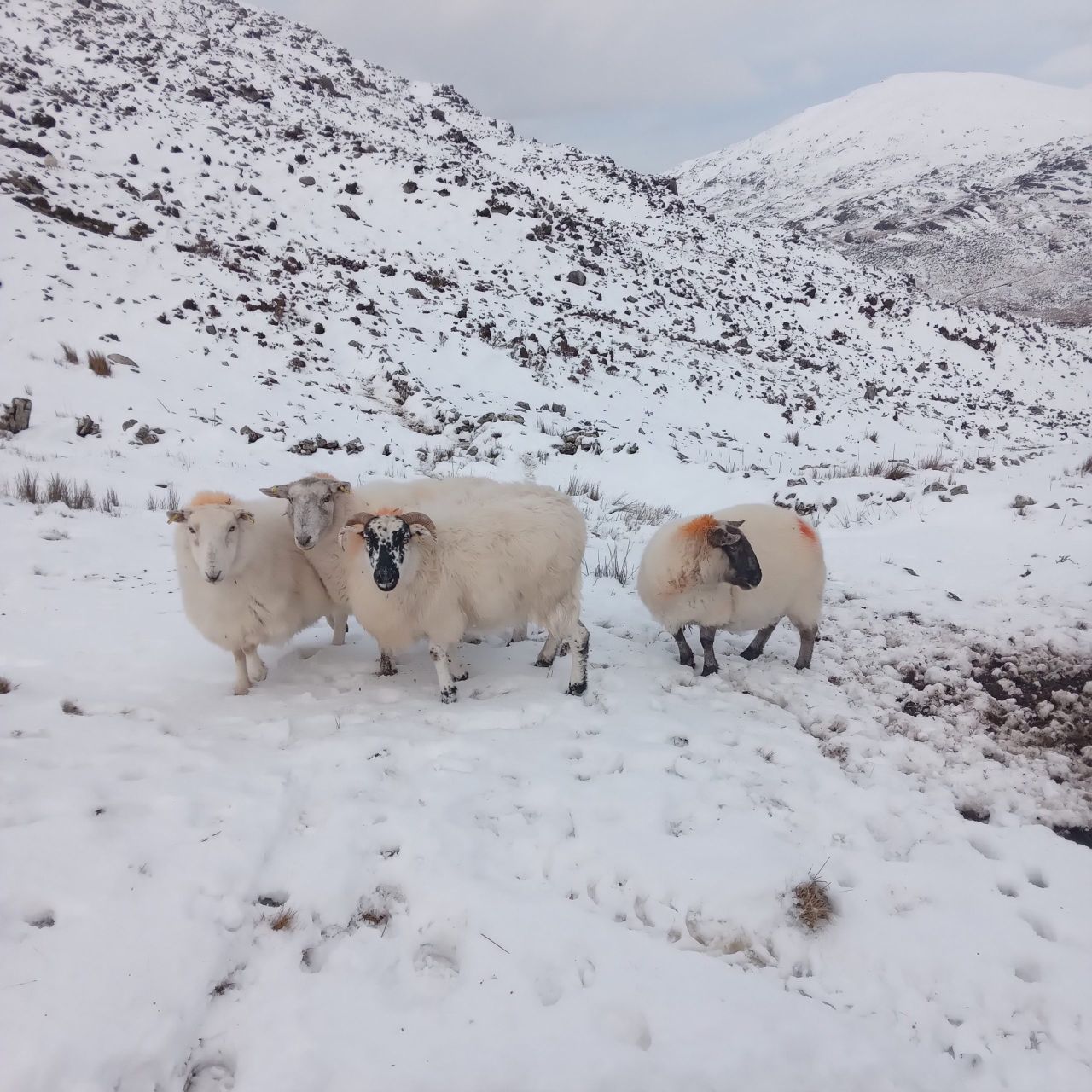 Met Éireann issues new Status Orange low temperature warning