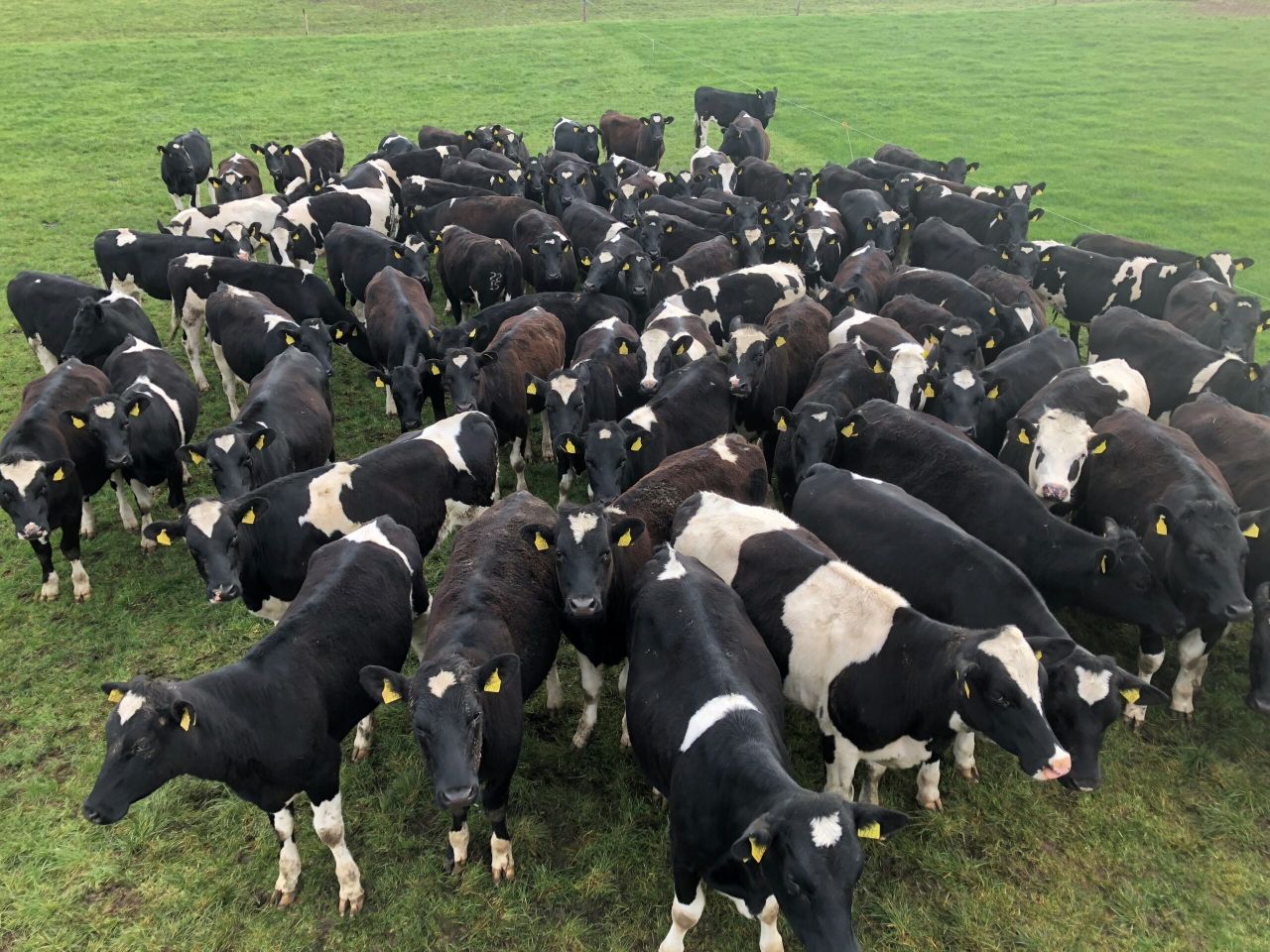 How many replacement heifers do you need to breed on your farm?