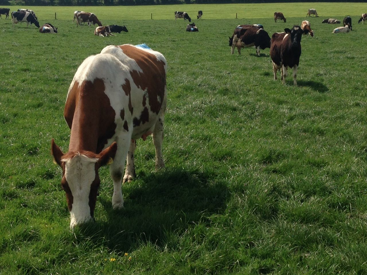Video: How the country's top dairy farm became best in class