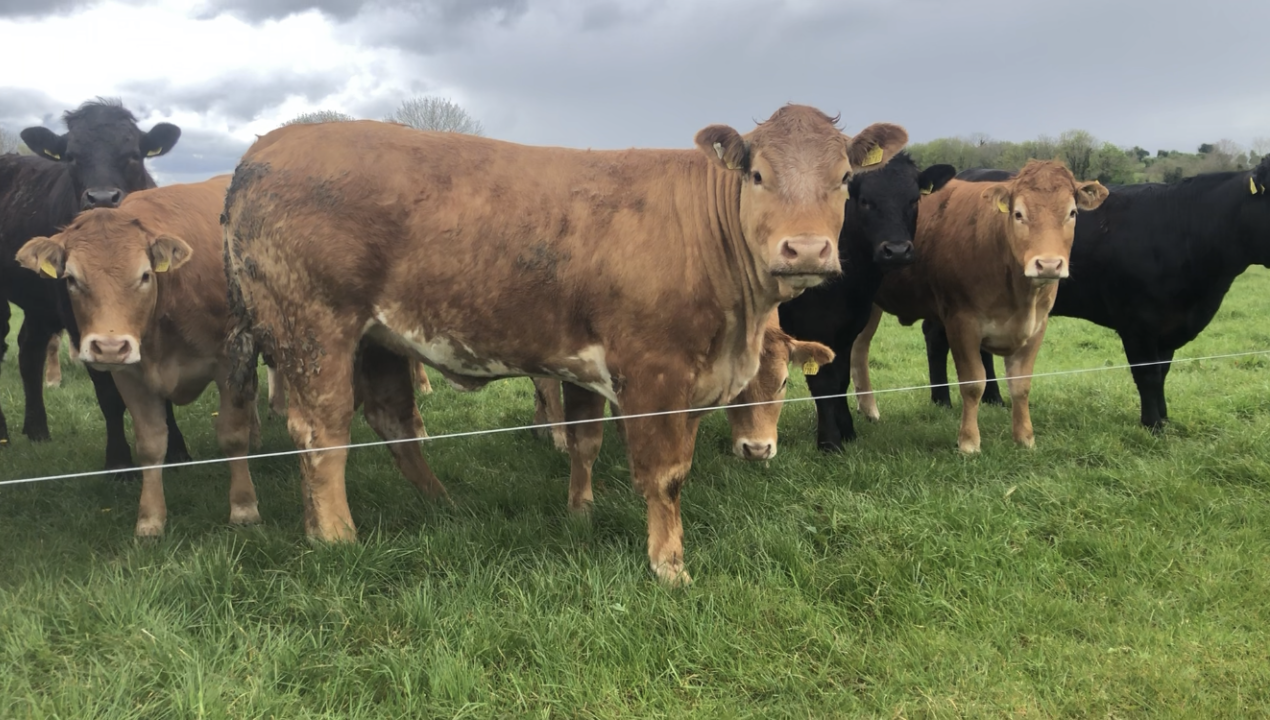 EU deforestation rules 'a threat to Irish beef' - MEP