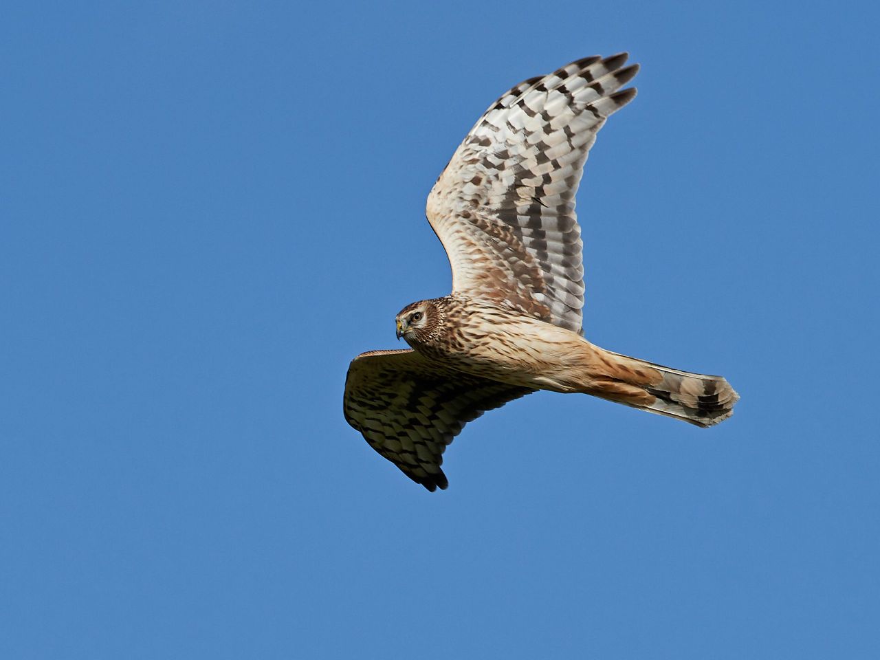 €7 million awarded to new EIP project on coastal arable habitats
