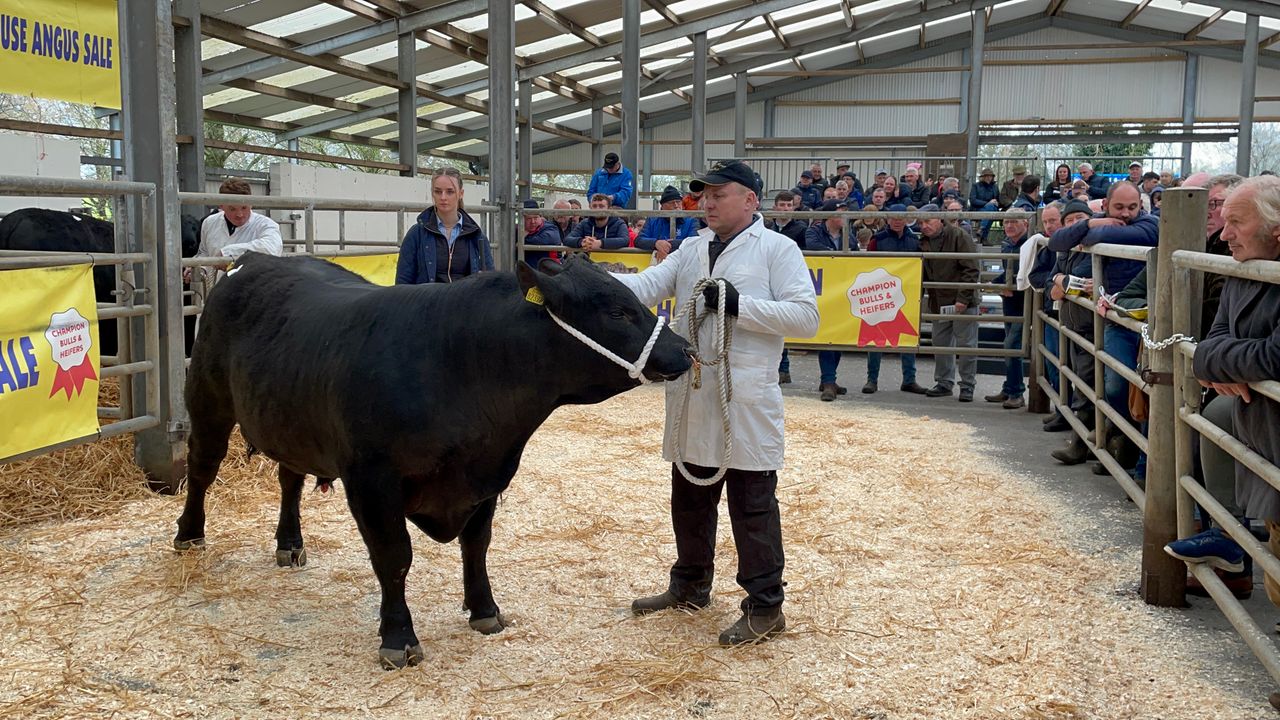 Gigginstown sale: O'Leary's King Mambo tops trade at €7,600