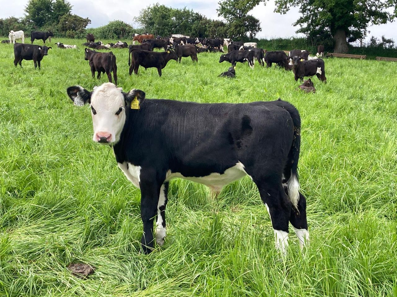 Update: Silage, grazing and MSS trial on ABP Demo Farm
