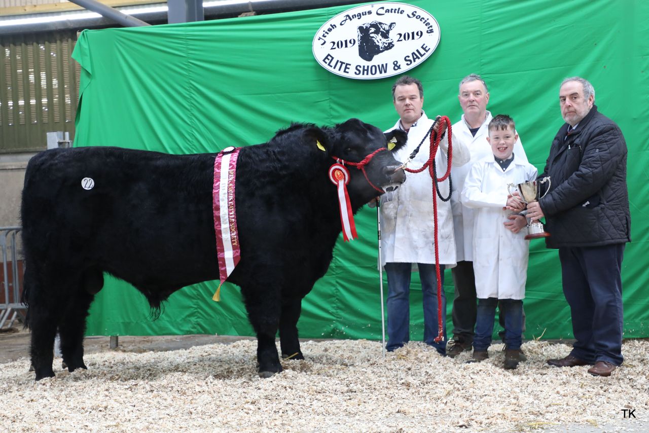 Irish Angus Cattle Society to host 'Elite Sale' this Saturday