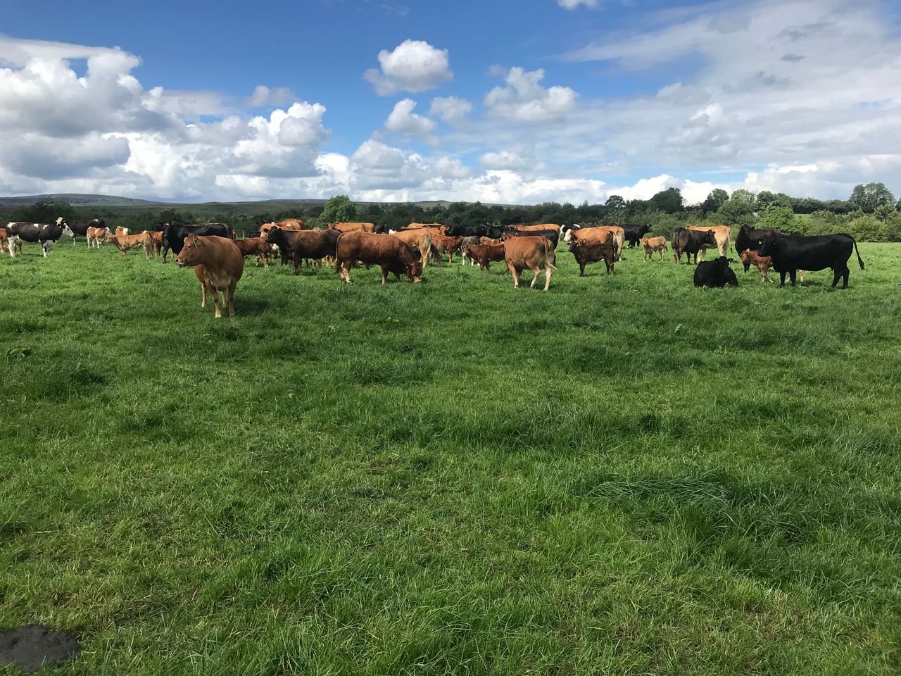 Beef focus: Doing the simple things right in Co. Laois