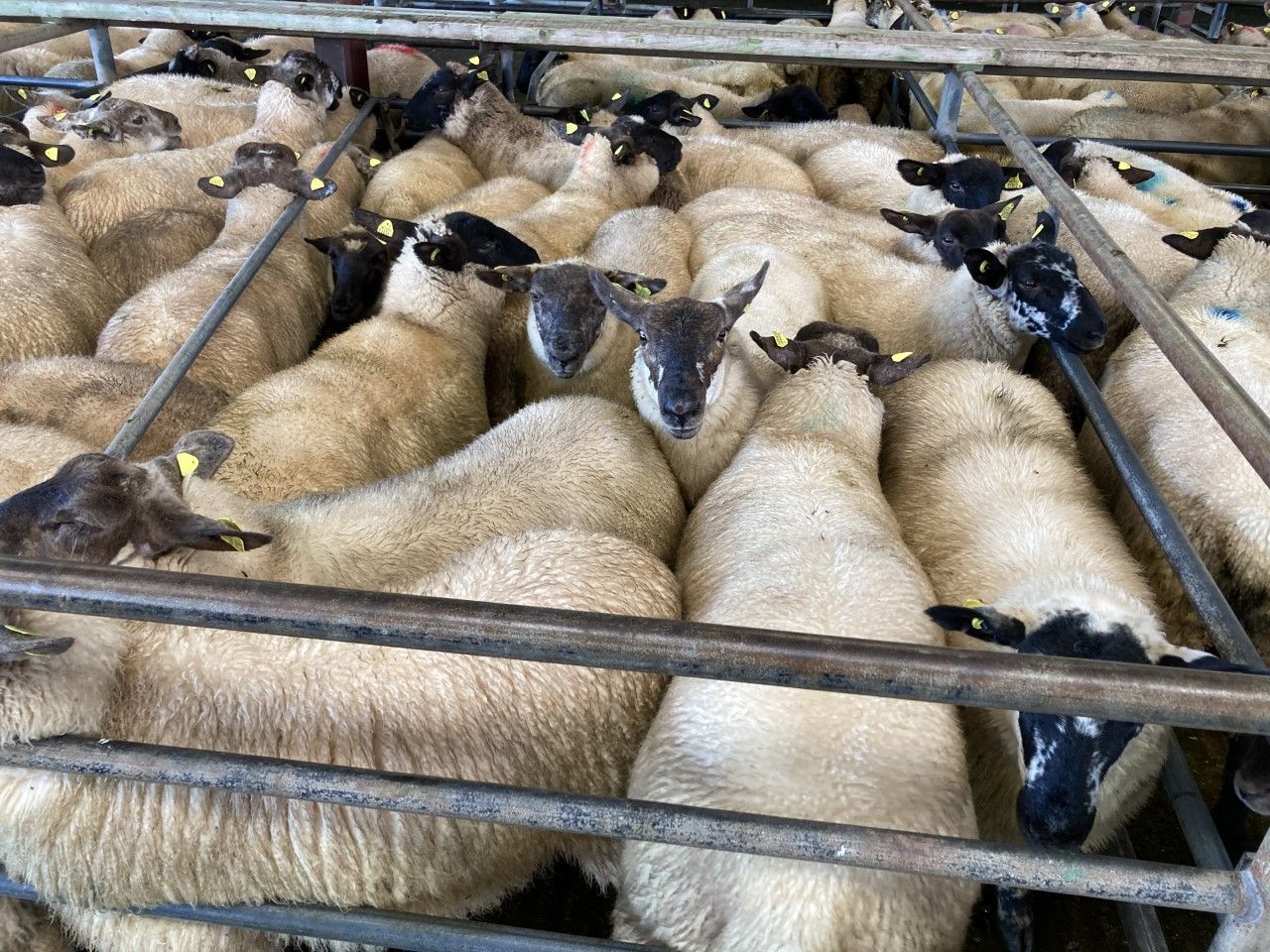 Sheep trade: Lamb quotes at €6.00-6.20/kg, as the ship steadies up