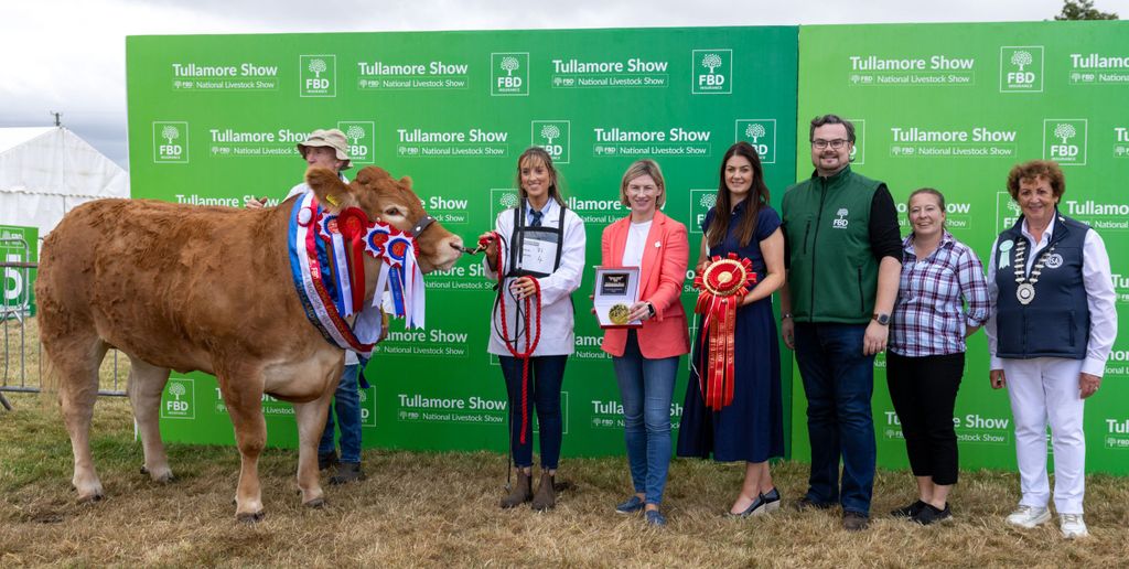 The Limousin champion owned by Michael and Brodie Molloy from Dunleer, Co. Louth. Source: Alf Harvey