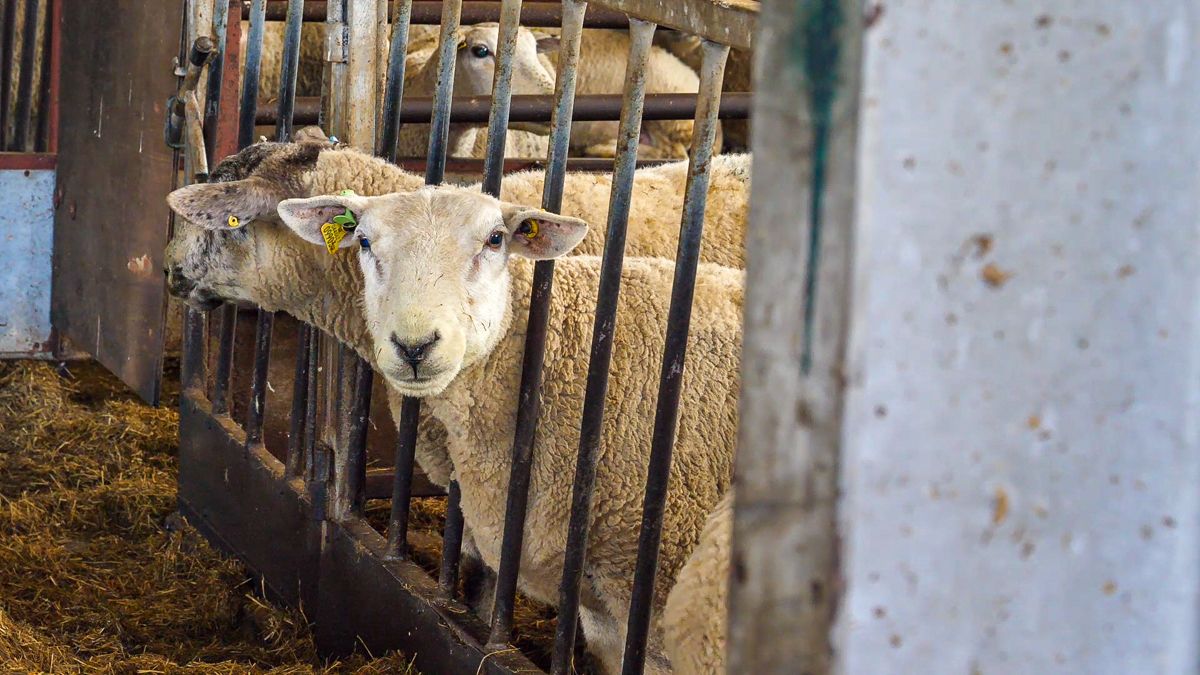 CSO: Sheep slaughterings up by 16.8% this year 