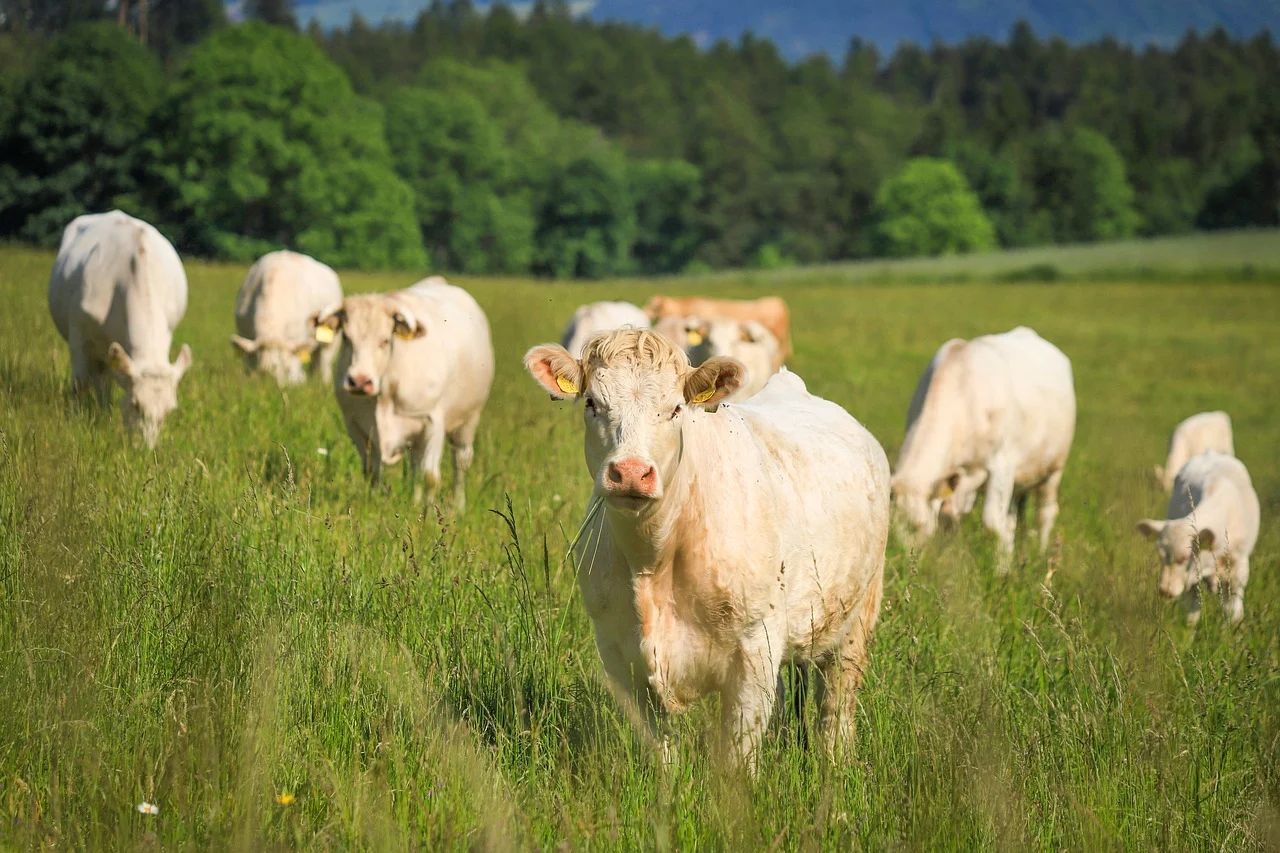 Men charged after 306 cattle worth $250k stolen in WA