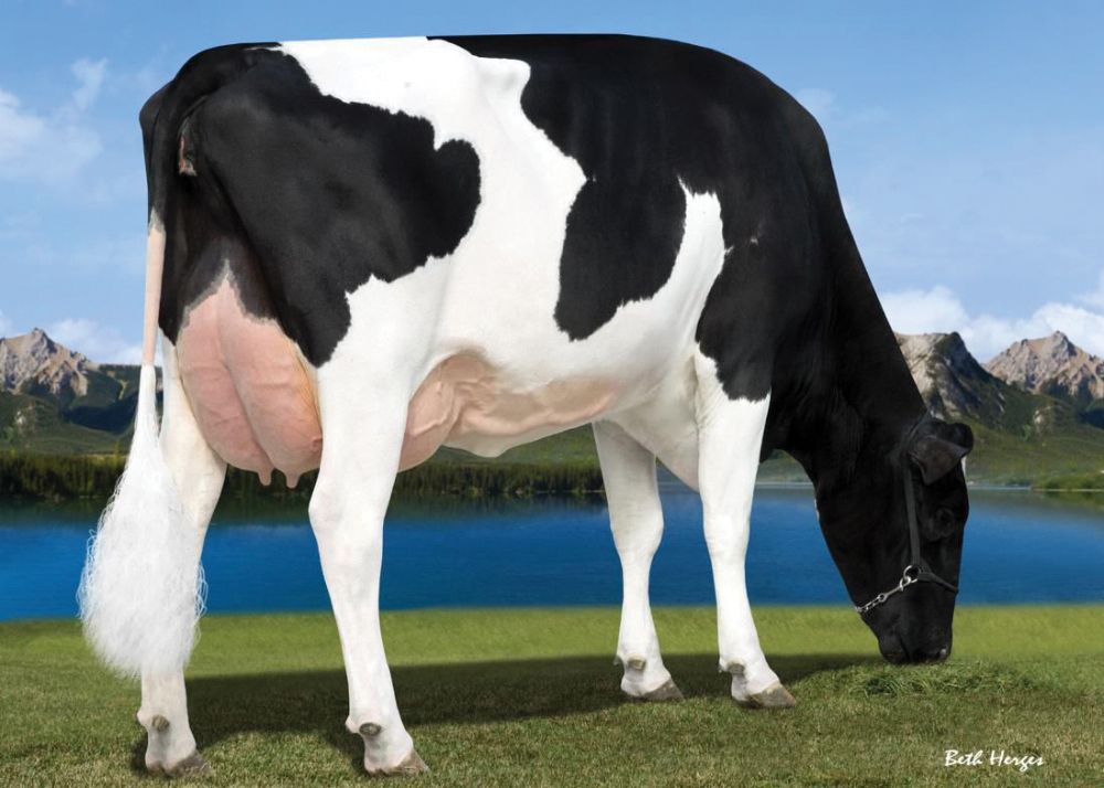 Milk components remain key priority for dairy farmers in NI