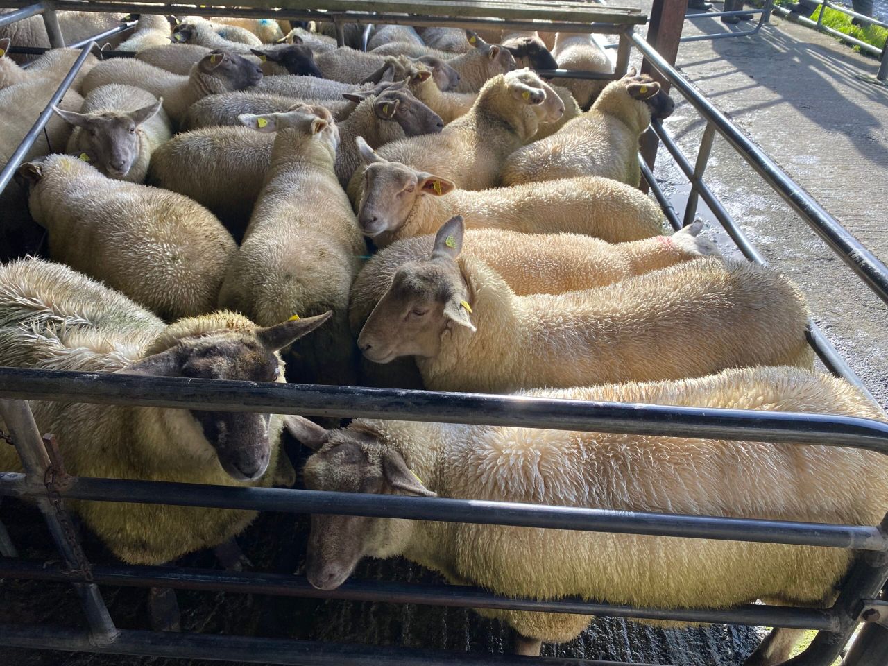 Sheep trade: Lamb prices back 5-10c/kg