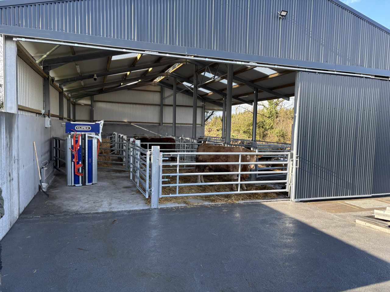 Video: Inside 'dream' new Cavan suckler shed built to ease handling