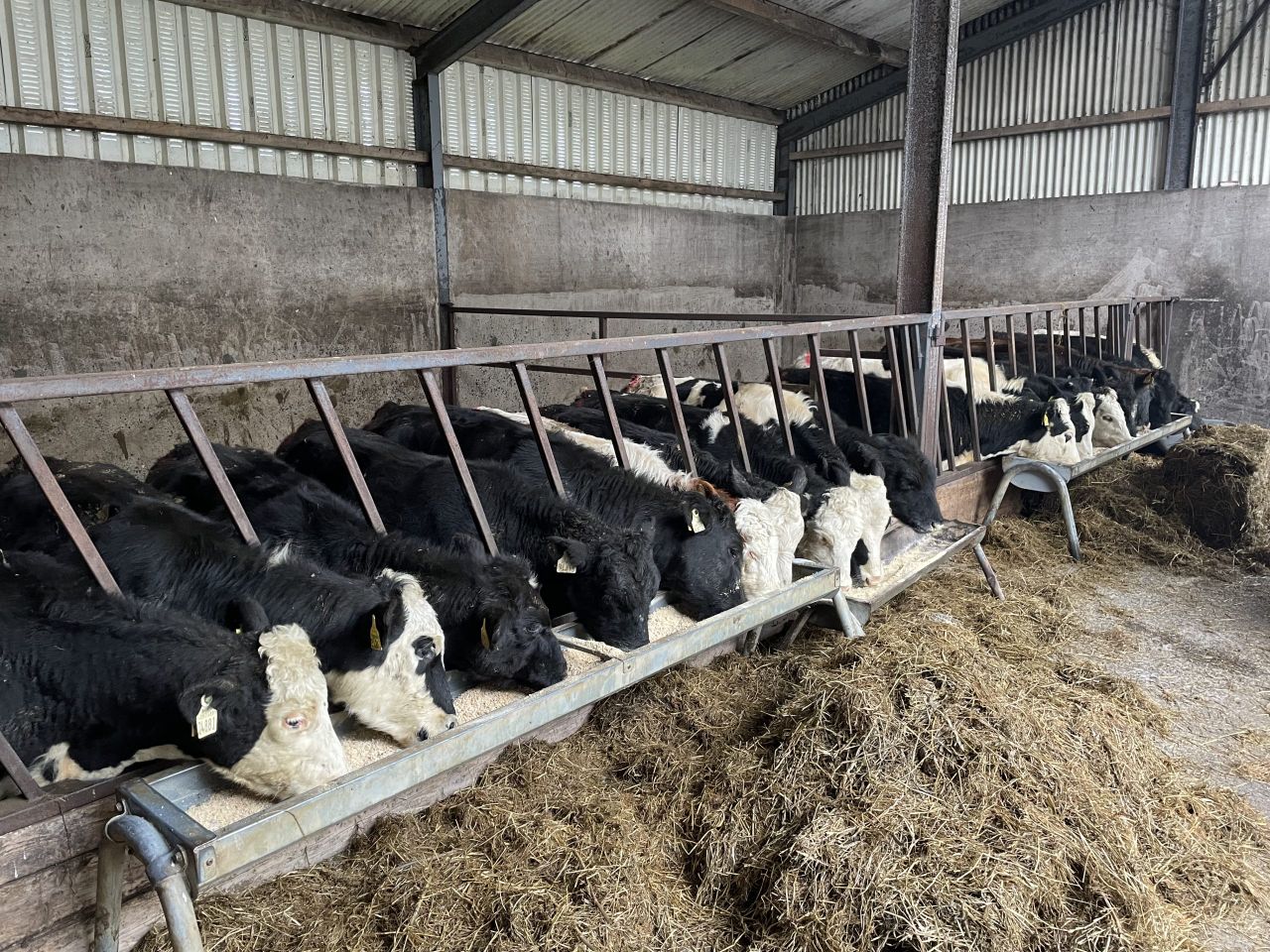 ICMSA: Farmers 'frustrated' with Dairy Beef Weighing Scheme