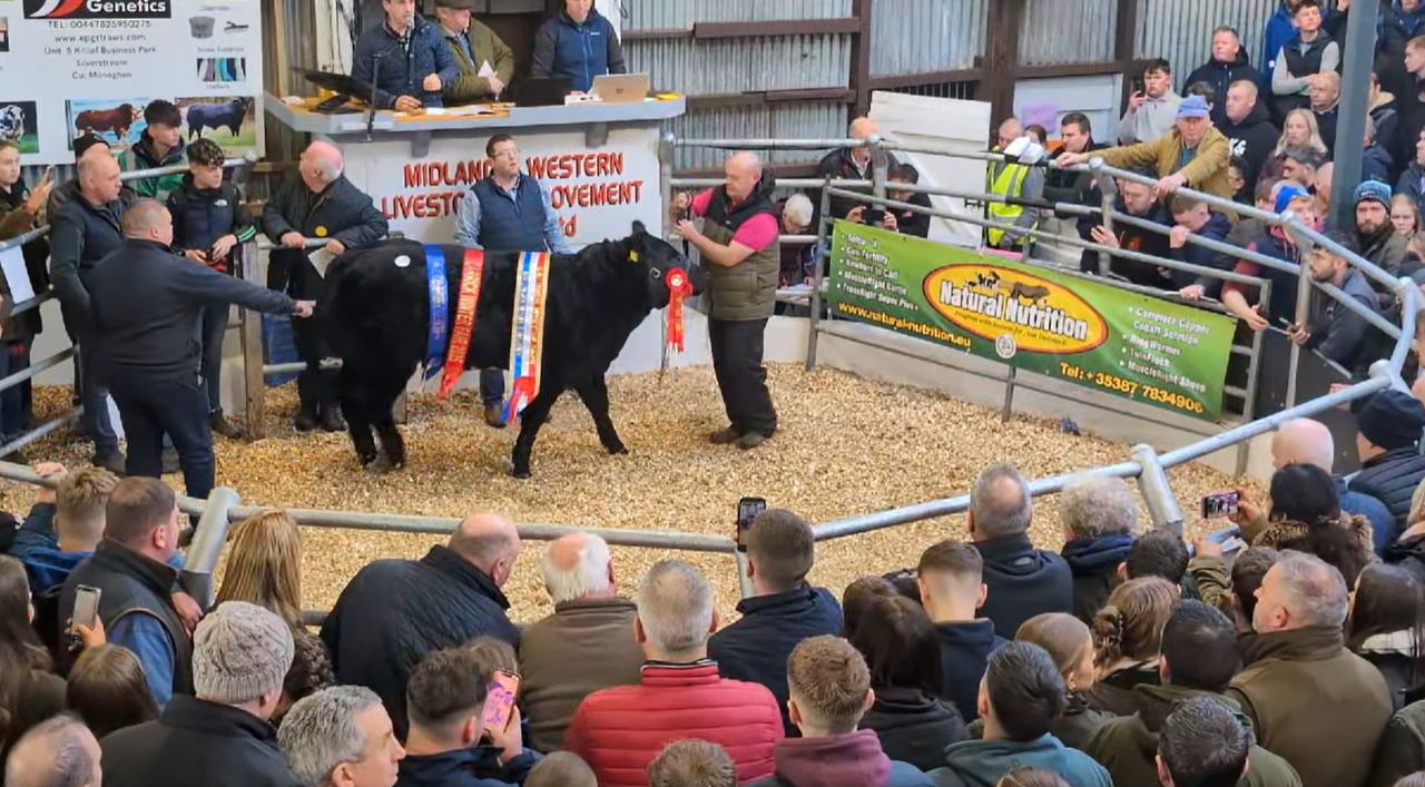 Carrick Winter Fair: Weanling heifers surpass €20,000 as sale gets underway