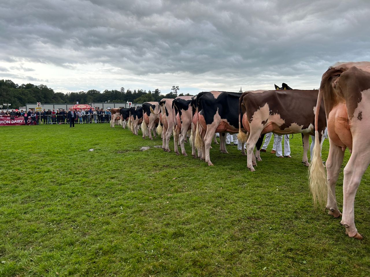 Armagh takes Baileys Cow title for 2023 with Meath-bred cow