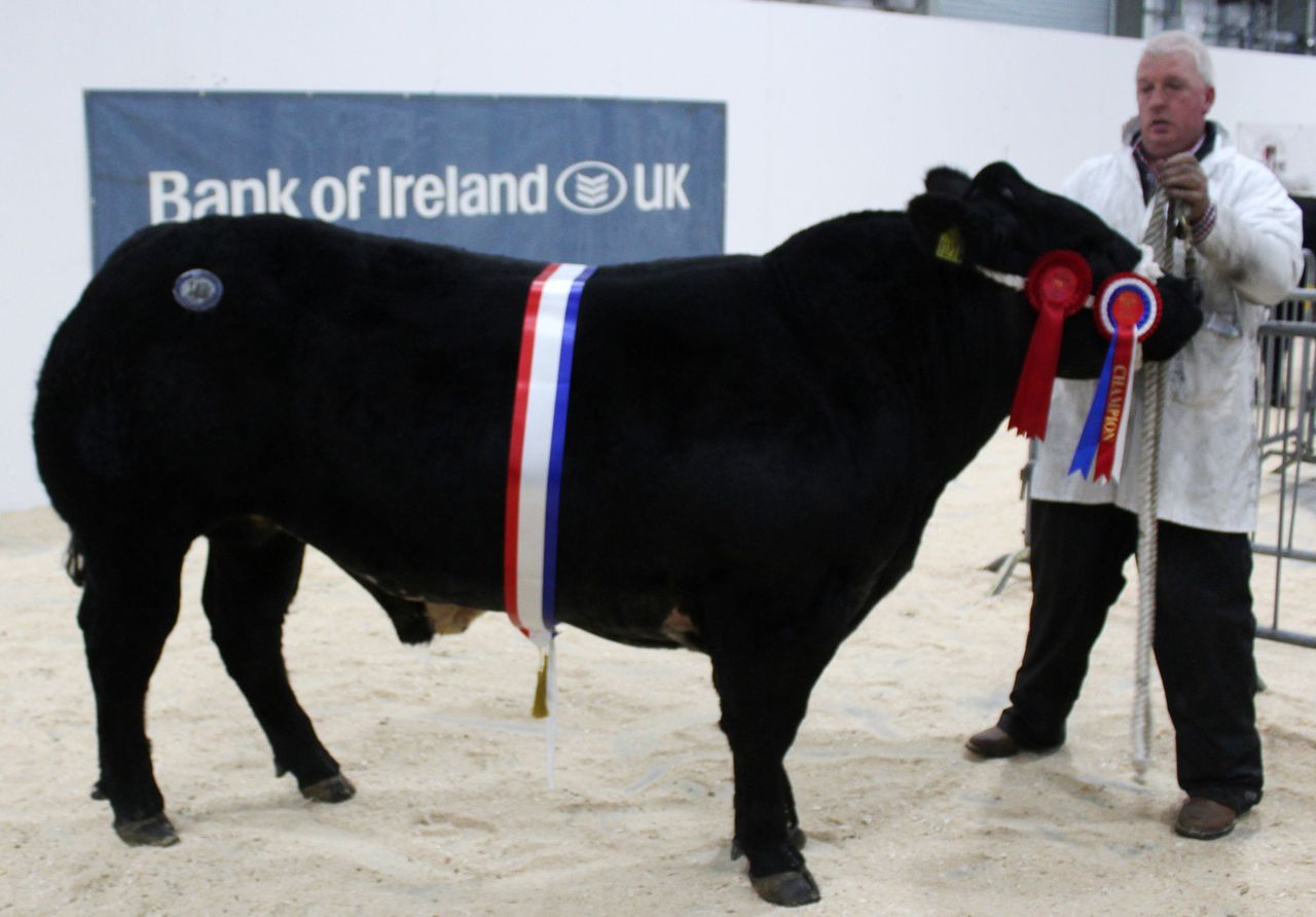 Blue 1, 2 at the RUAS Beef and Lamb Championships