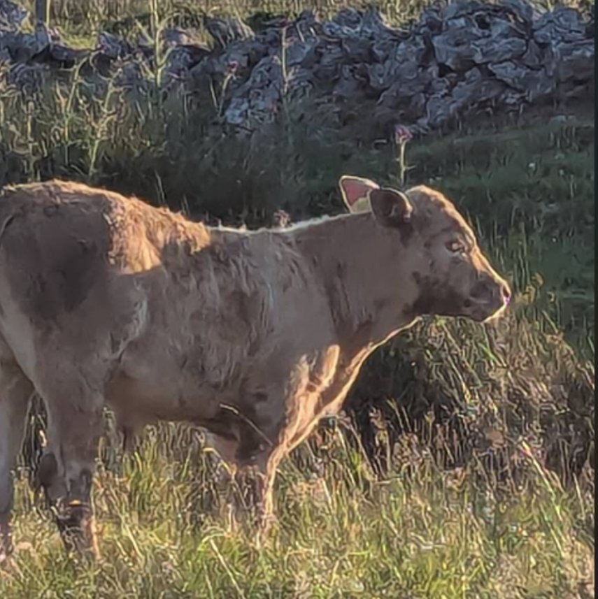 Calf rescued by Irish Cave Rescue Organisation  Source: ICRO