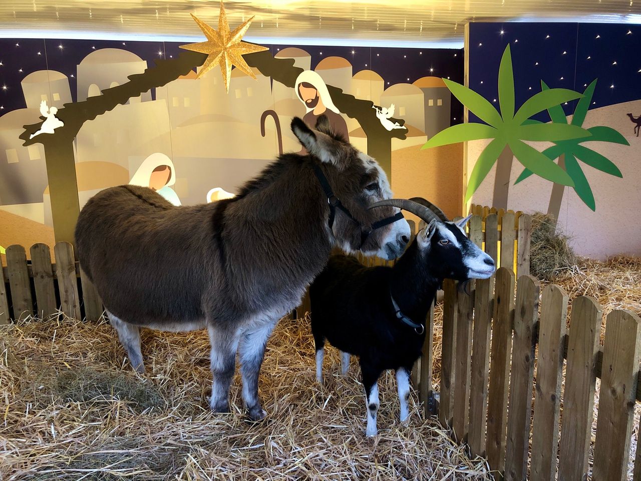 Opinion: Live Animal Crib makes its mark this Christmas