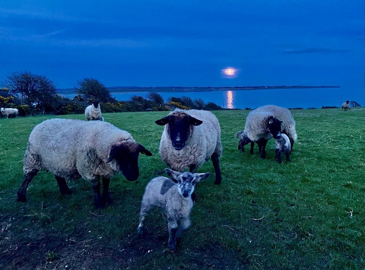 Measures farmers can take to reduce lambing mortality rates