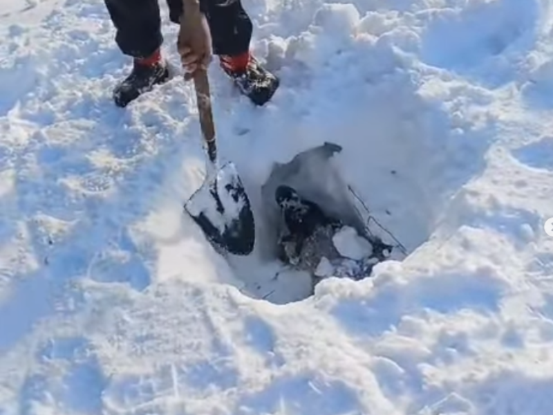 Watch: Locals work to rescue sheep from deep snow on the Galtees