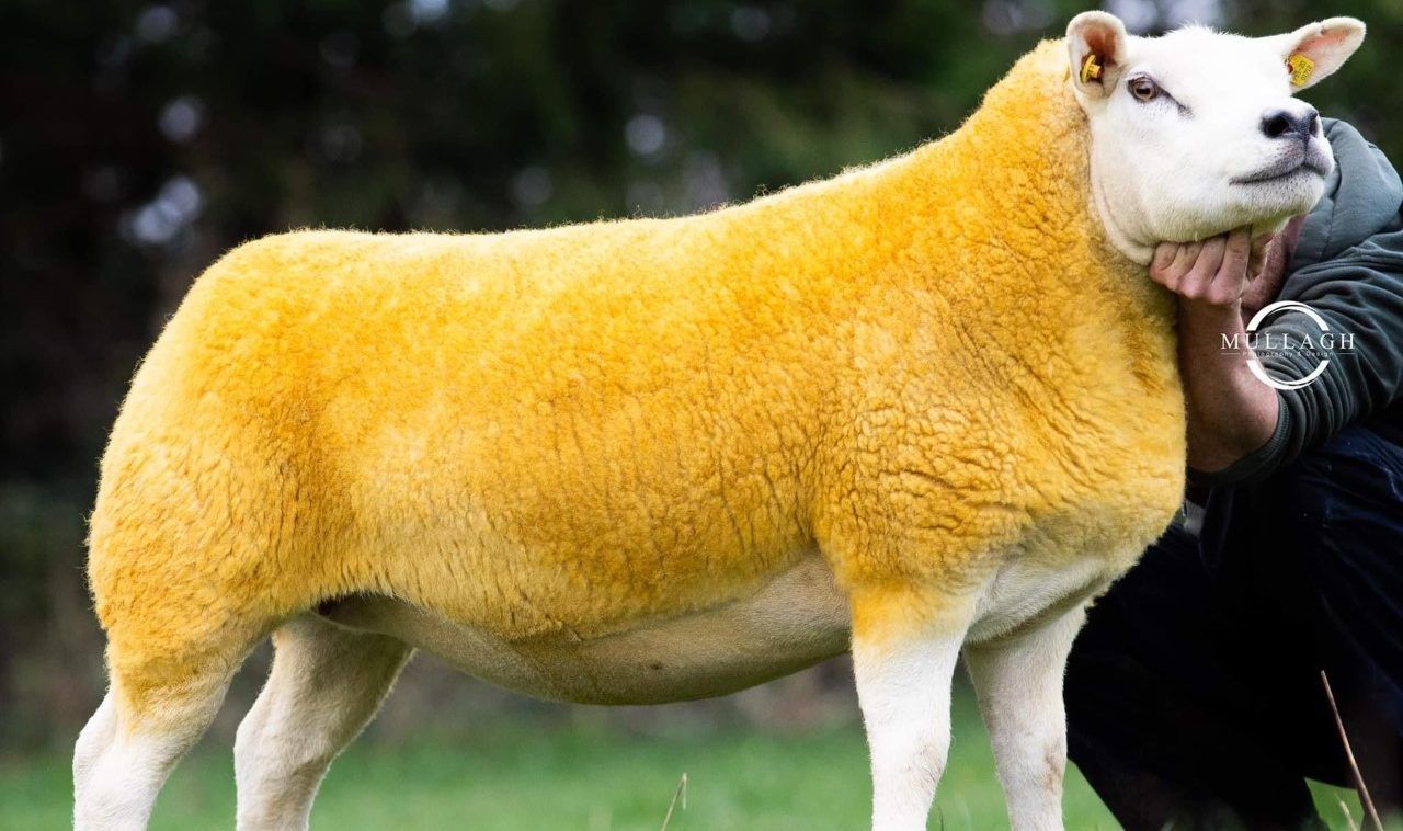 Texel twilight sale tops €3,250 as Oberstown Flock takes the headlines