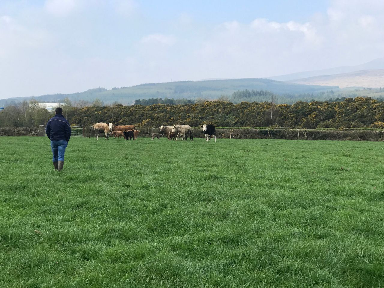 Herdwatch to offer free services to 39,000 suckler farmers