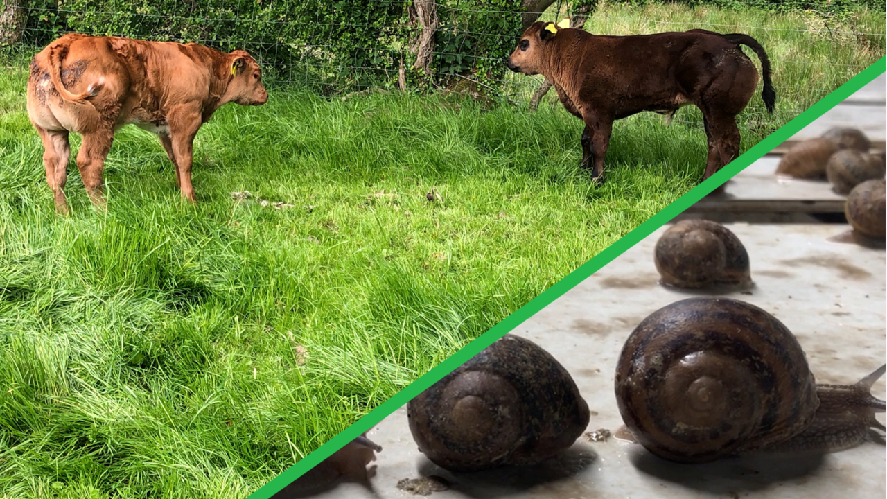 Beef Focus Revisit: Snail farming and breeding E-grade weanlings in Cavan