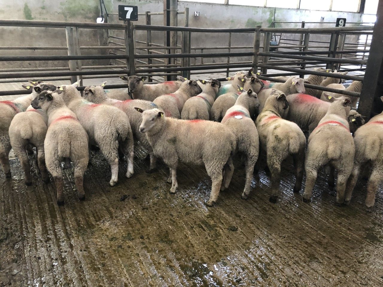 Sheep trade: Prices largely steady coming into this week
