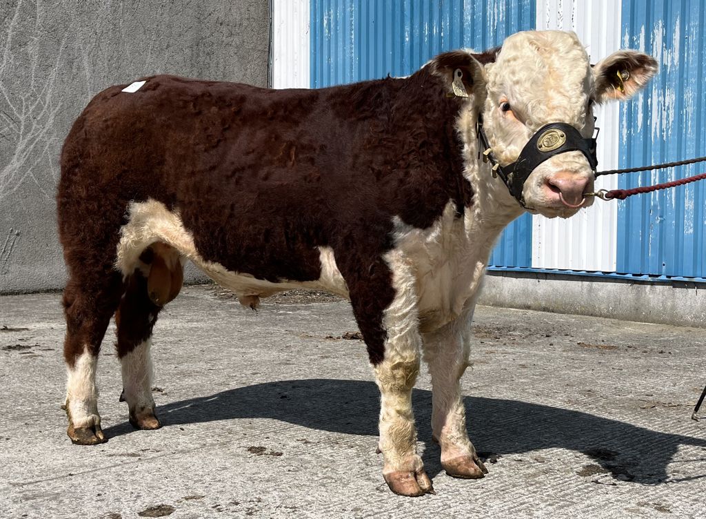 Moyclare Wizard sold for €3,500