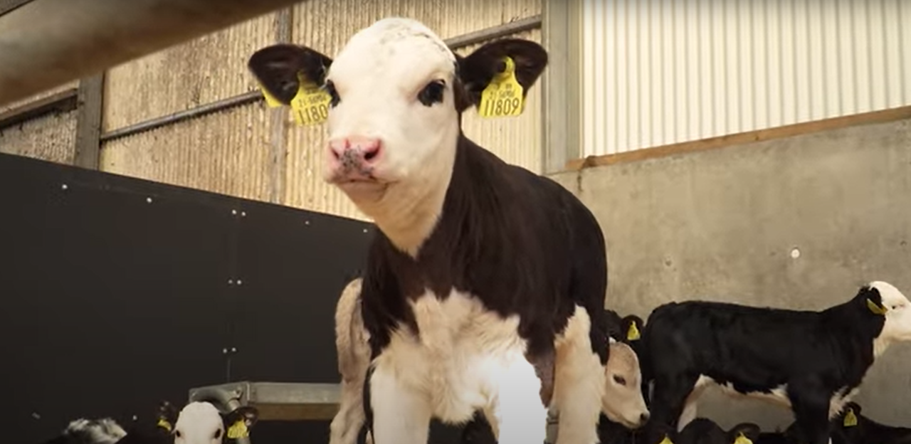 Feeding calves upon arrival to the farm
